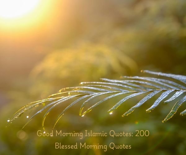 Good Morning Islamic Quotes: 200 Blessed Morning Quotes